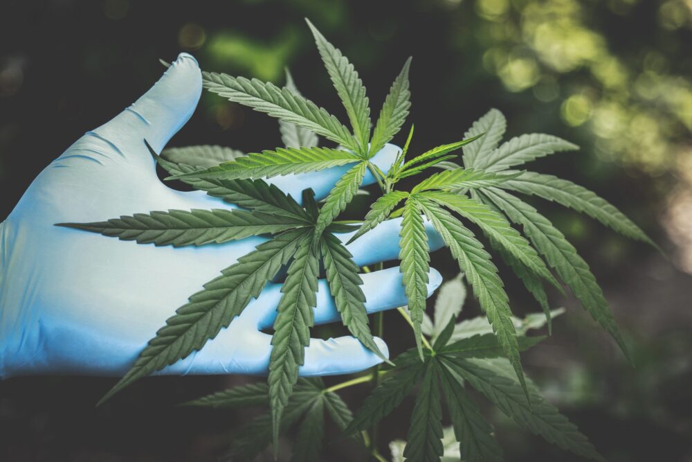 marijuana leaf plant